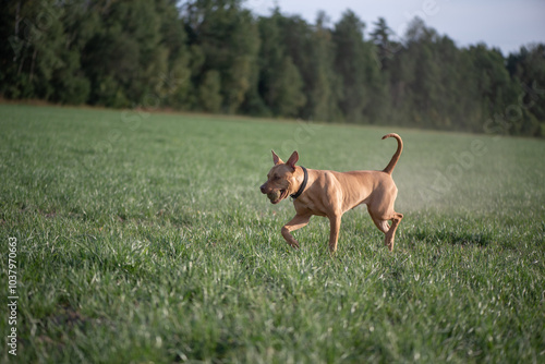 American Pit Bull Terrier playing on the field.