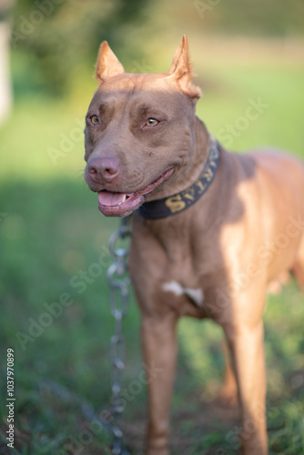 American Pit Bull Terrier playing on the field.