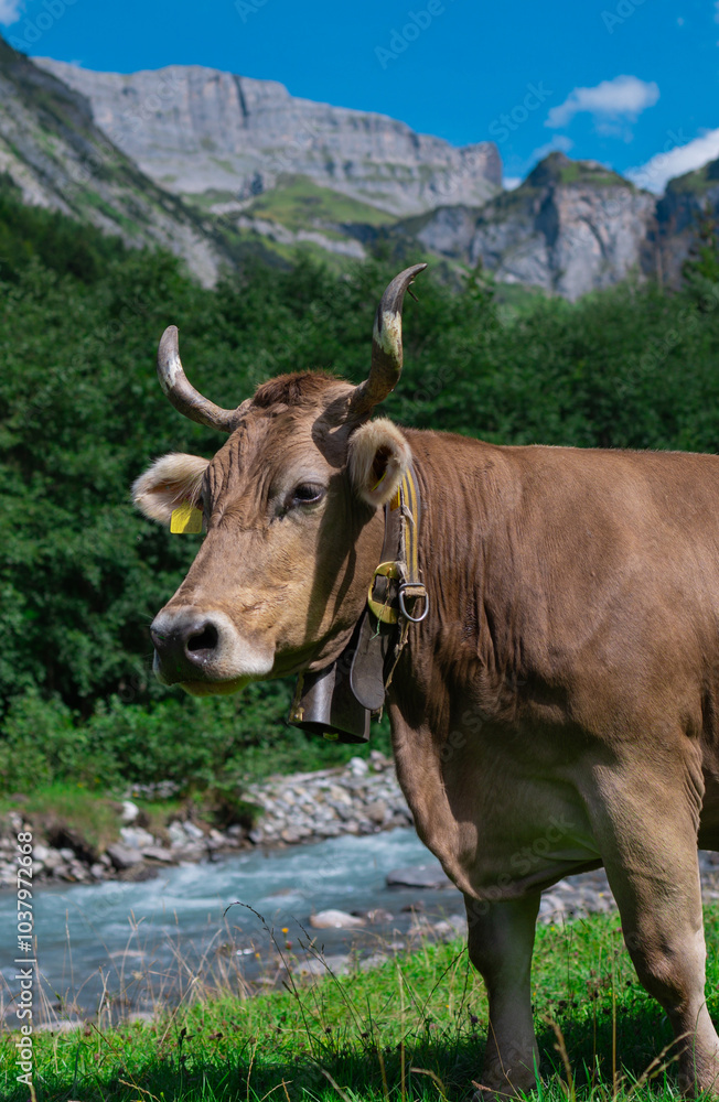 Cow with horns. Cattle, beeves. Cow at meadow. Cows and calves grazing. Grazing cows at green pasture. Countryside landscape and pasture for cows. Cow with horns. Cattle, beeves. Cow at meadow. Cows and calves grazing. Grazing cows at green pasture. Countryside landscape and pasture for cows.
