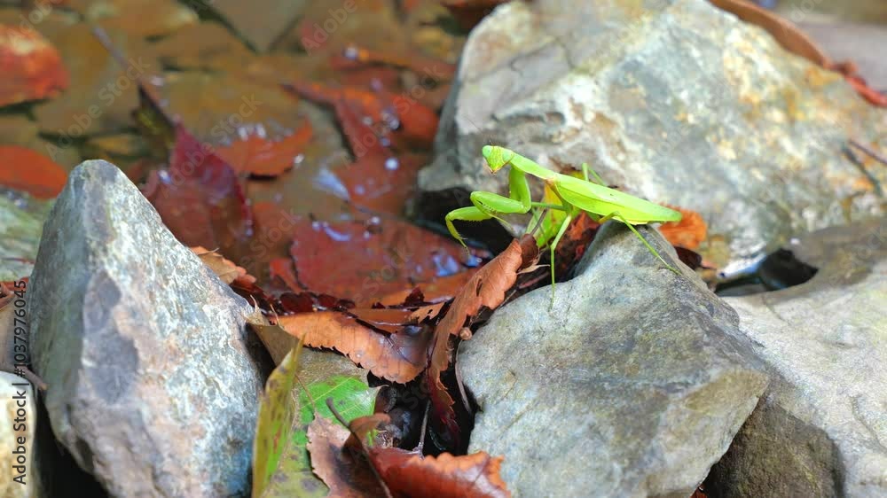 Green praying mantis looking for prey in a forest stream Green praying mantis looking for prey in a forest stream
