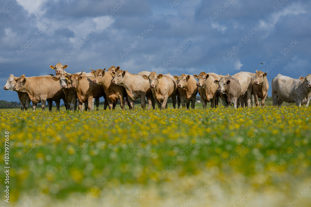 Obraz premium Cow on on summer alps meadow. Cows farm nature. Cattle eating grass, grazing on pasture. Herd of cows on an agricultural farm. Cow on lawn. Cow grazing on green meadow. Holstein cow.