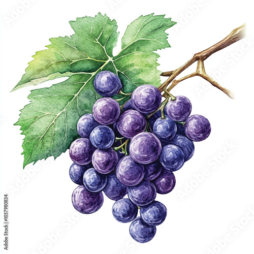 Amazon grape fruit watercolor clipart illustration