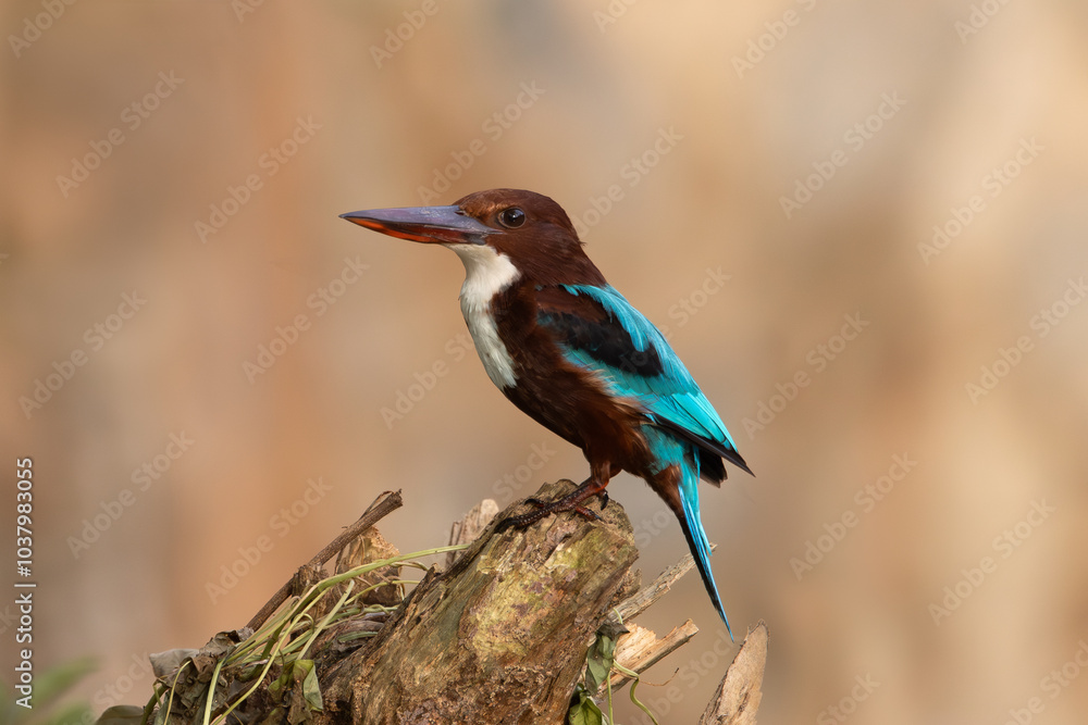 Close-up of a white-throated kingfisher with vibrant blue wings perched on a branch in its natural habitat. Ideal for wildlife photography, birdwatching, and nature conservation-themed projects. Close-up of a white-throated kingfisher with vibrant blue wings perched on a branch in its natural habitat. Ideal for wildlife photography, birdwatching, and nature conservation-themed projects.