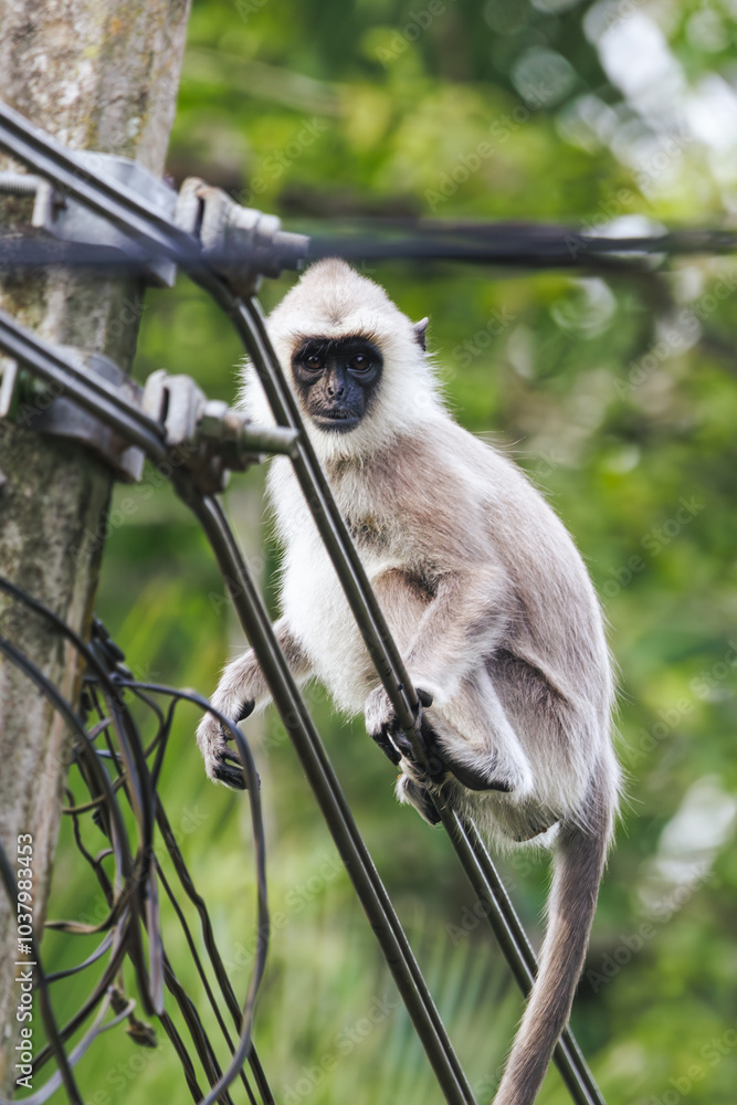 Obraz premium A curious gray langur monkey perched on electric wires in an urban setting, surrounded by greenery. Ideal for wildlife, human-wildlife interaction, and conservation themes, highlighting urban wildlife