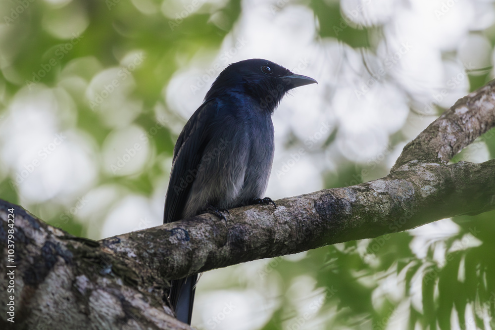 Fototapeta premium Close-up of a black drongo bird resting on a tree branch in a forest setting, surrounded by green foliage. Perfect for wildlife photography, birdwatching, and nature conservation themes.