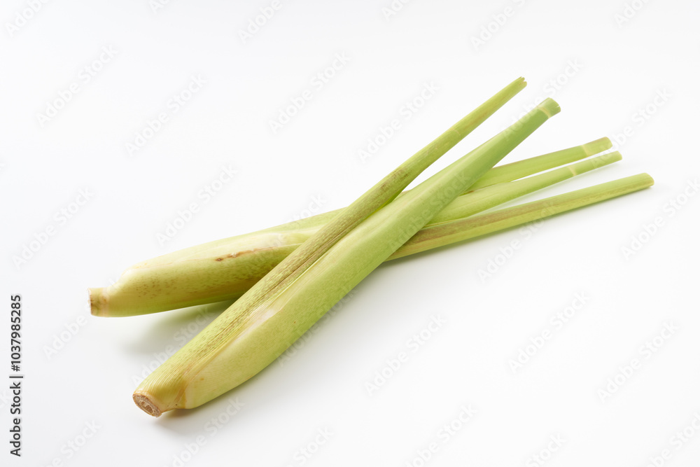 マコモダケ（真菰筍）イメージ