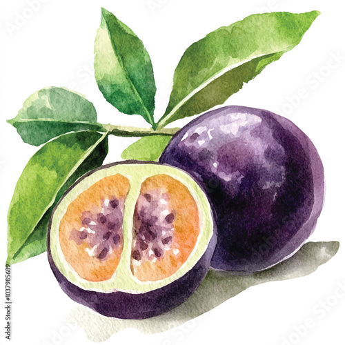 Anzu fruit watercolor clipart illustration