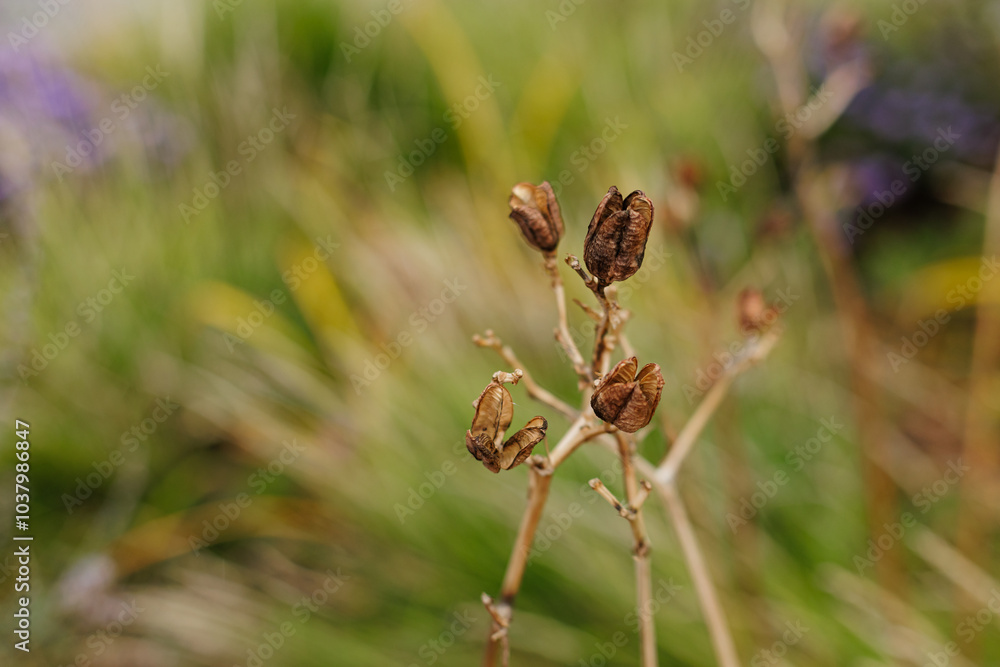 Dry plant standing in a green meadow background Karlin, Prague Dry plant standing in a green meadow background Karlin, Prague