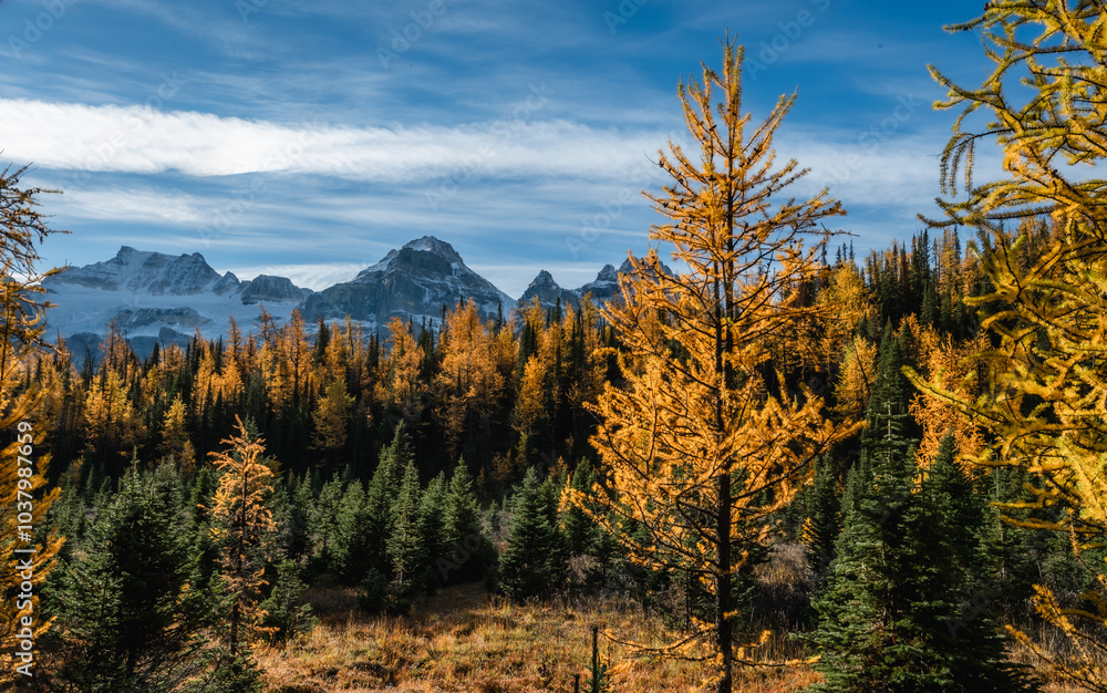 Mountains and yellow larch trees in fall in Larch Valley, Canada. Mountains and yellow larch trees in fall in Larch Valley, Canada.