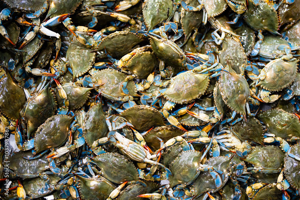 A crab background. The crab seafood concept. Portunus pelagicus, blue crabs, blue manna crabs. A fresh, raw flowers crabs. Seafood market. A background for a market or a restaurant menu. A crab background. The crab seafood concept. Portunus pelagicus, blue crabs, blue manna crabs. A fresh, raw flowers crabs. Seafood market. A background for a market or a restaurant menu.