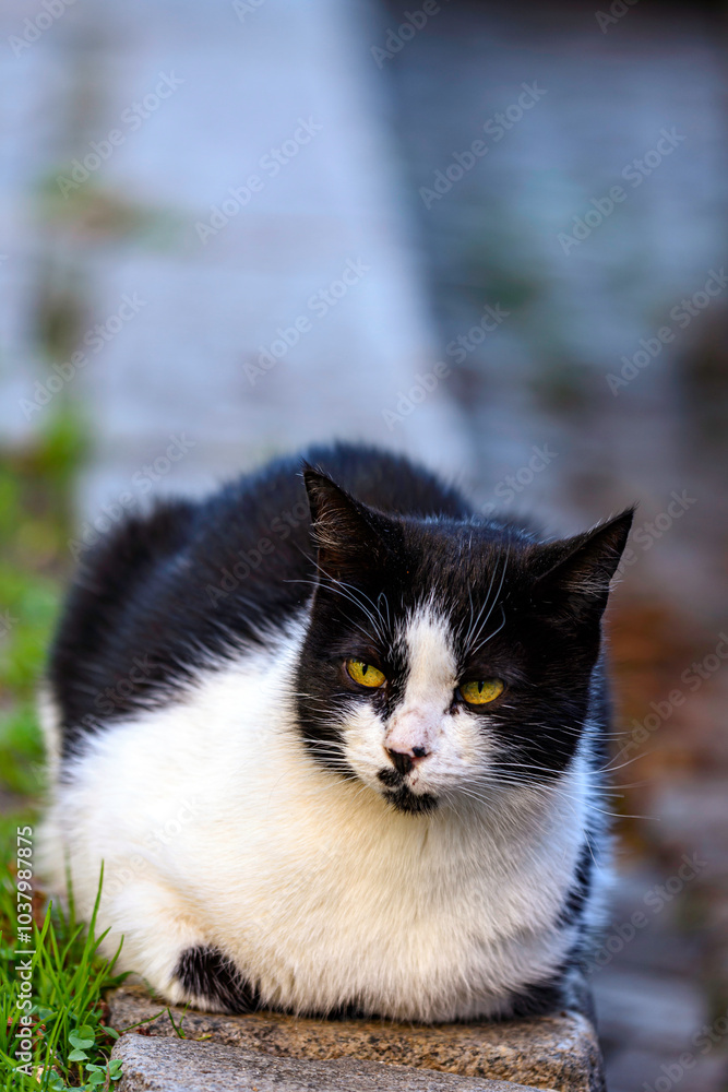 portrait of a cat portrait of a cat