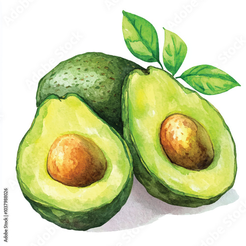 Avocado fruit watercolor clipart illustration