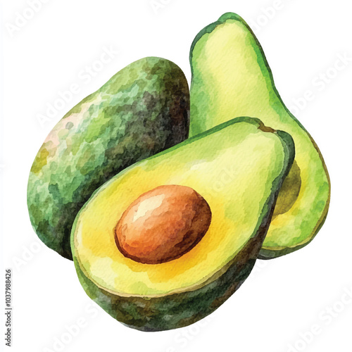 Avocado fruit watercolor clipart illustration