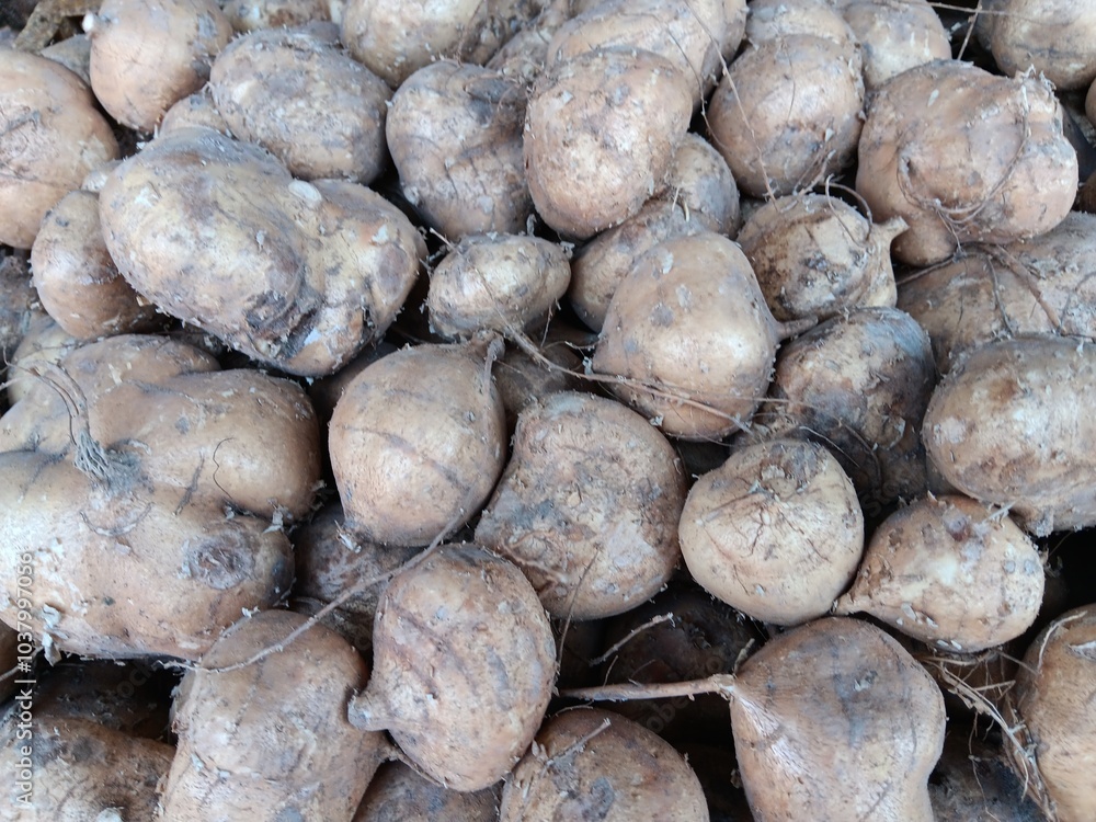 pile of bangkoang fruit at the Jakarta fruit market, Indonesia pile of bangkoang fruit at the Jakarta fruit market, Indonesia
