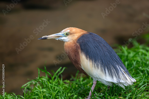 Full body of Javan pond heron, Ardeola speciosa photo