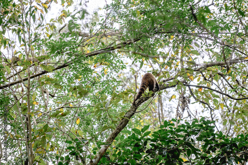 A monkey is comfortably sitting perched on a sturdy tree branch high up in the lush woods surrounded by various vegetation and wildlife A monkey is comfortably sitting perched on a sturdy tree branch high up in the lush woods surrounded by various vegetation and wildlife