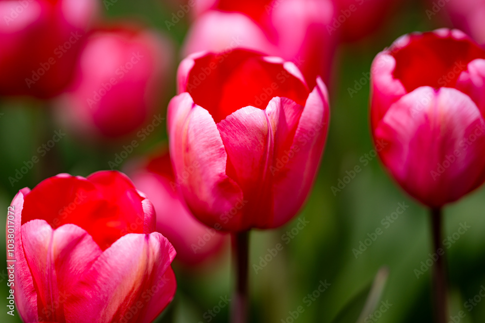 Tulips in a vibrant tulip field in the Netherlands. Blooming spring flowers tulips in the sunlight. Tulips flower beautiful in garden plant. Beautiful tulip flowers spring background. Tulips in a vibrant tulip field in the Netherlands. Blooming spring flowers tulips in the sunlight. Tulips flower beautiful in garden plant. Beautiful tulip flowers spring background.