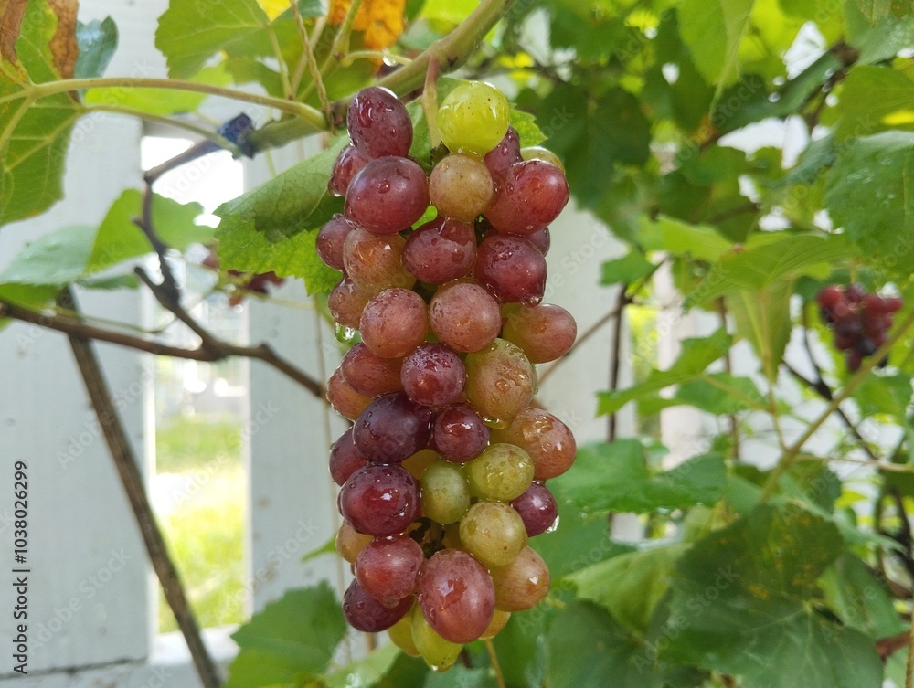 Fresh Jupiter grapes on the tree, Organic farm plant Fresh Jupiter grapes on the tree, Organic farm plant