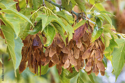 Tableau sur toile Ash seed clusters hanging from lush green branches on a sunny autumn day