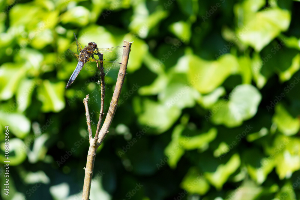 Fototapeta premium A Great Blue Skimmer dragonfly (Libellula vibrans) sitting on wooden branch in sun