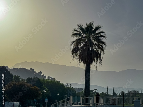 Solitary palm tree silhouetted against dramatic sunset in Berat, Albania. Fronds spreading out against vibrant sky. Range of mountains is shrouded in a hazy mist, creating a sense of mystery and depth photo