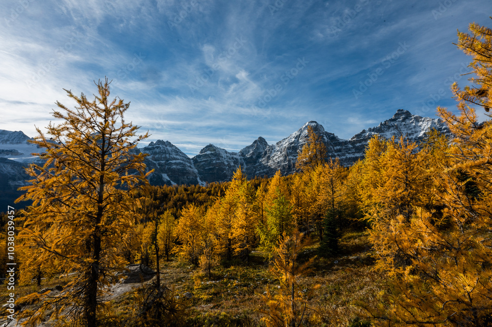 Mountains and yellow larch trees in fall in Larch Valley, Canada. Mountains and yellow larch trees in fall in Larch Valley, Canada.