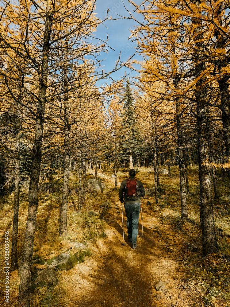 Man hiking through forest of yellow larch trees on fall day in Banff.