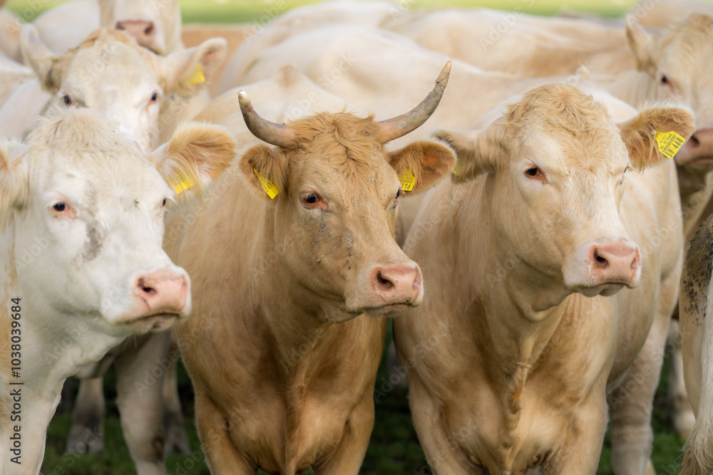 Cow with horns. Cattle in green field. Cow in grassy pasture. Brown Cow close up portrait in the countryside. Cows graze on summer meadow. Moo, milk concept. Cows in a pasture. Cows face closeup. Cow with horns. Cattle in green field. Cow in grassy pasture. Brown Cow close up portrait in the countryside. Cows graze on summer meadow. Moo, milk concept. Cows in a pasture. Cows face closeup.
