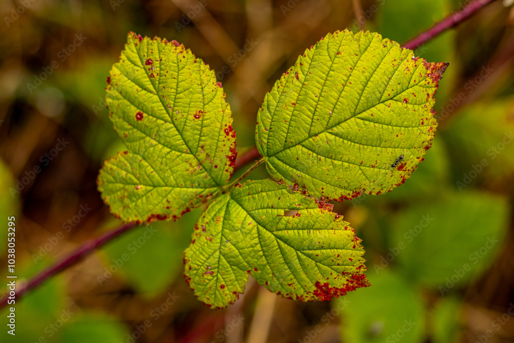 Spaziergang durch den Südwesthang des Thüringer Waldes bei Schmalkalden bei einem nassen Herbstwetter - Thüringen - Deutschland Spaziergang durch den Südwesthang des Thüringer Waldes bei Schmalkalden bei einem nassen Herbstwetter - Thüringen - Deutschland