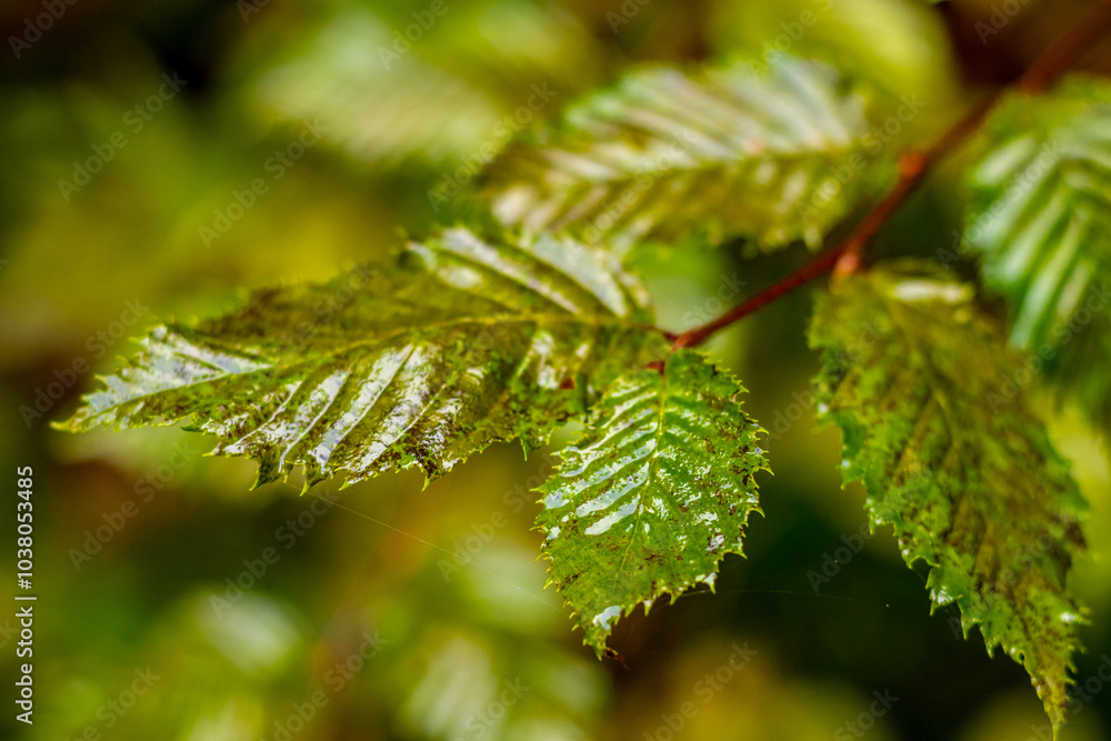 Spaziergang durch den Südwesthang des Thüringer Waldes bei Schmalkalden bei einem nassen Herbstwetter - Thüringen - Deutschland Spaziergang durch den Südwesthang des Thüringer Waldes bei Schmalkalden bei einem nassen Herbstwetter - Thüringen - Deutschland