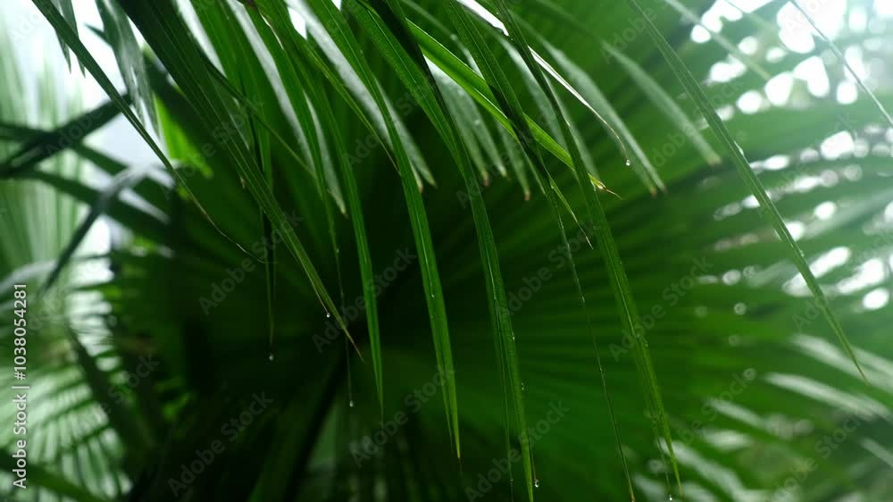A close-up of green palm leaves reveals their texture and vibrant color. This detailed scene highlights the tropical atmosphere and natural beauty, perfect for creating a sense of tranquility. A close-up of green palm leaves reveals their texture and vibrant color. This detailed scene highlights the tropical atmosphere and natural beauty, perfect for creating a sense of tranquility.