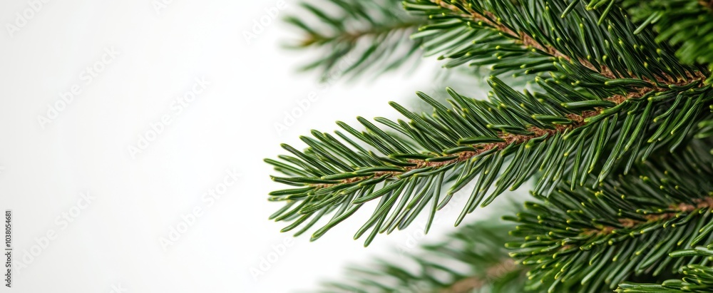 The Green Pine Tree Branch The Green Pine Tree Branch