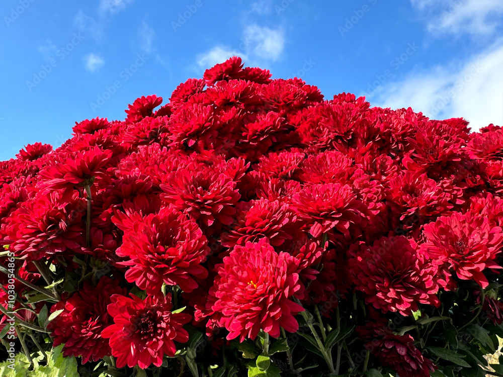 Flowers chrysanthemum bright red blooms on blue sky. Flowers chrysanthemum bright red blooms on blue sky.