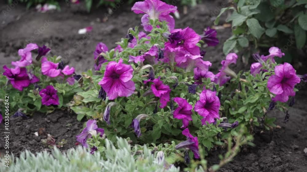 A garden is filled with a variety of purple flowers, including petunias and geraniums. The flowers are in full bloom, creating a vibrant and colorful display. The garden is well-maintained A garden is filled with a variety of purple flowers, including petunias and geraniums. The flowers are in full bloom, creating a vibrant and colorful display. The garden is well-maintained