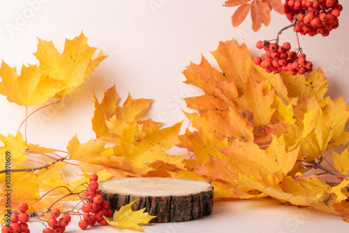 Autumn podium made of natural wood and autumn bright leaves and berries of mountain ash on a light blue background.