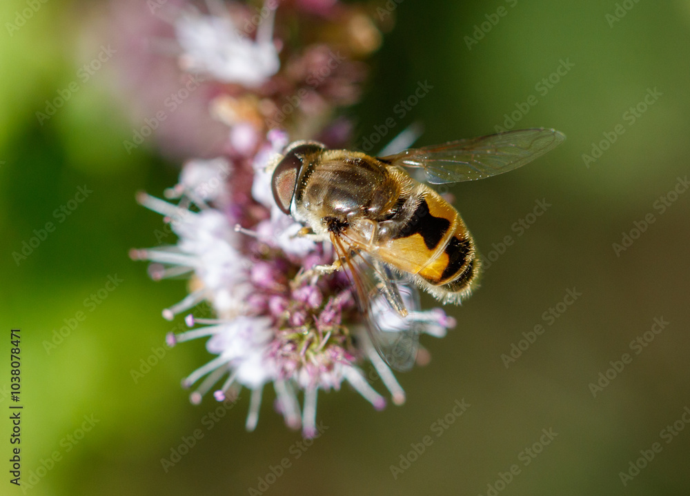 Nature's Pollinator: The Bee at Work