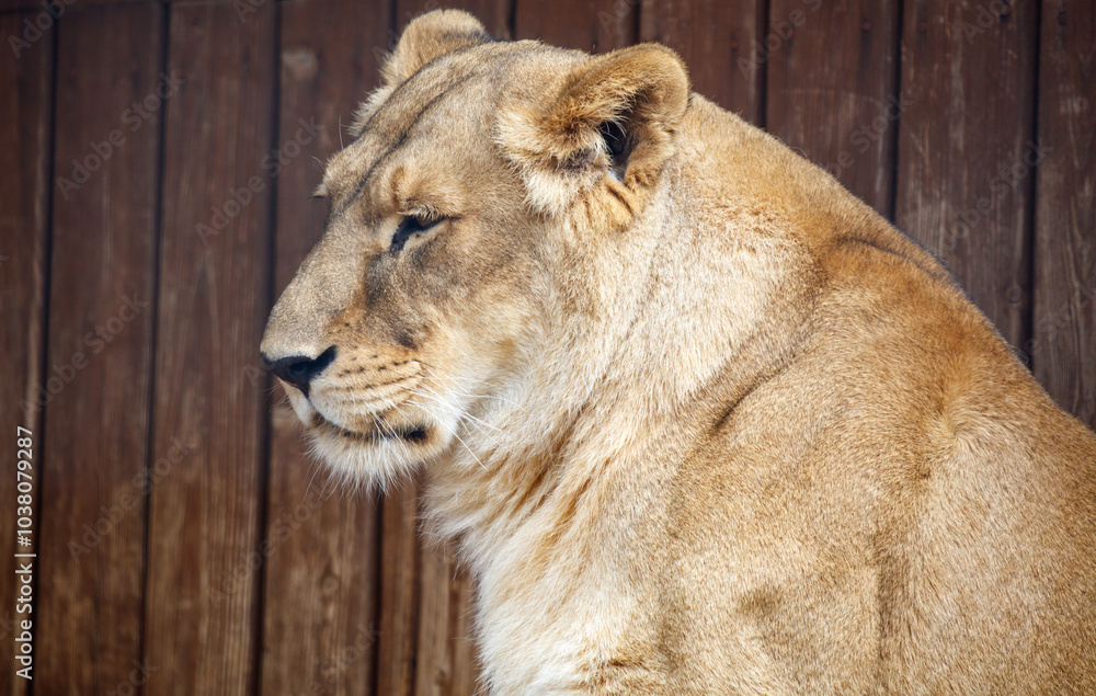 Obraz premium Portrait of a lioness in nature
