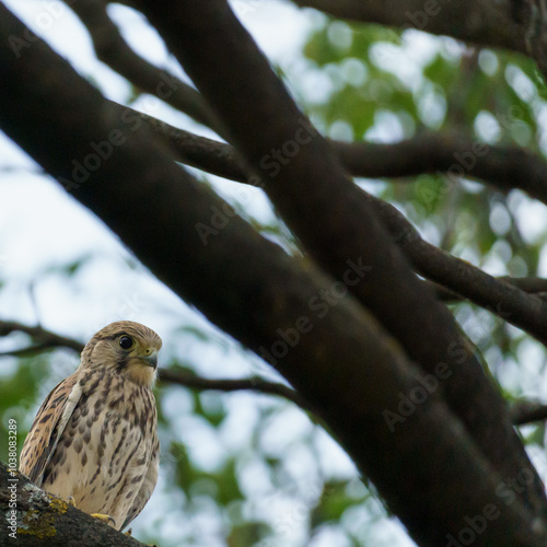 A brown european kestrel (Falco tinnunculus) sitting on a branch in a tree