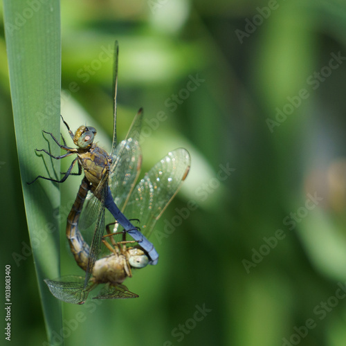 Four-spotted chaser (four-spotted skimmer) dragonfly mating on leaf photo