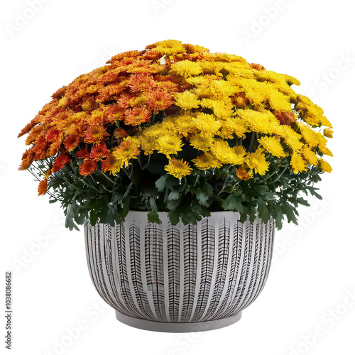 Vibrant yellow and orange chrysanthemums in an elegant pot. transparent photo