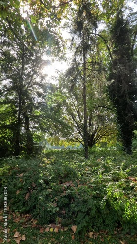 Mañana en verde naturaleza con el sol a través de las hojas.