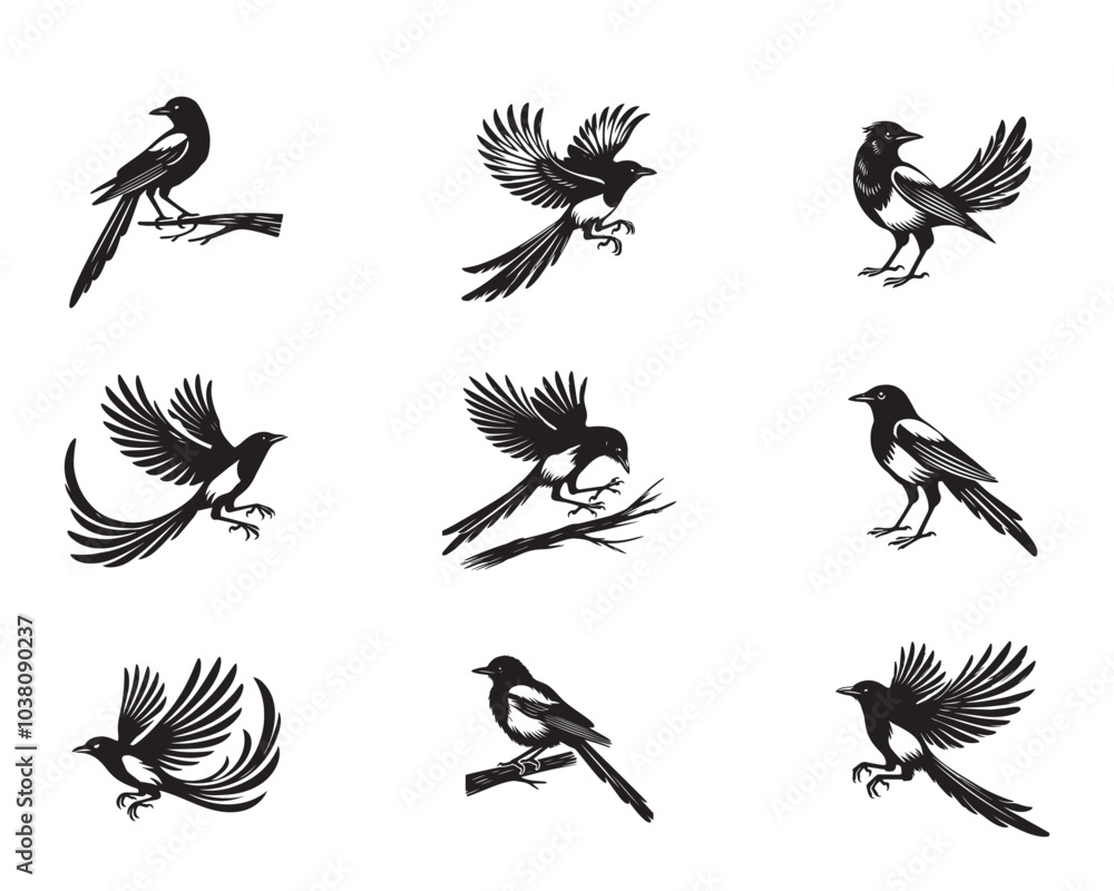 Obraz premium Collection of Black billed magpie silhouettes - American magpie Vector illustration 