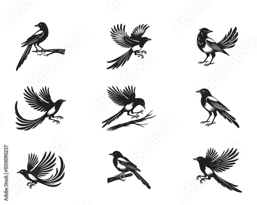 Collection of Black billed magpie silhouettes - American magpie Vector illustration
