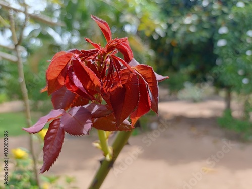 red young rose shoots in the garden