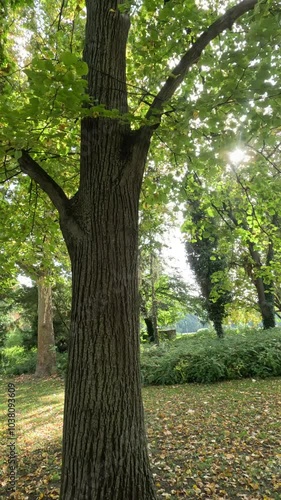 Árbol luce en la naturaleza de un gran parque verde