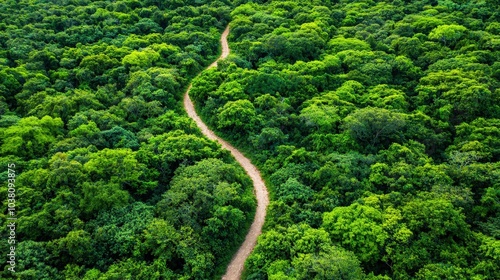 Serene Pathway Through Lush Green Forest Landscape