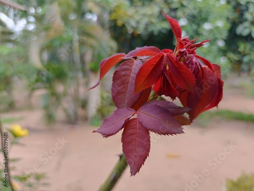 red young rose shoots growing at summer
