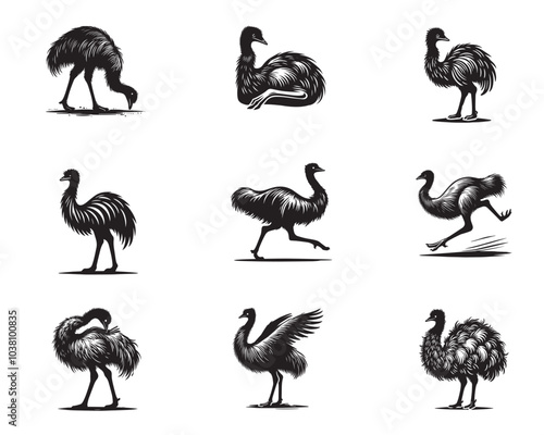 Collection of Emu Vector illustration - Emus Bird Silhouette Design
