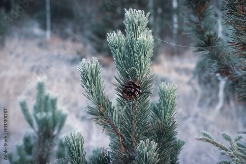 Frostbedeckte Pflanzen im Winter  photo