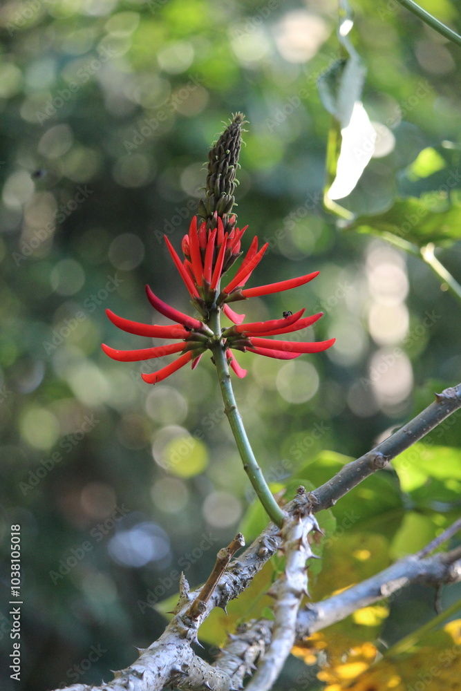 Red Beautiful Tropical Mulungu Flower, Nature Photography Red Beautiful Tropical Mulungu Flower, Nature Photography